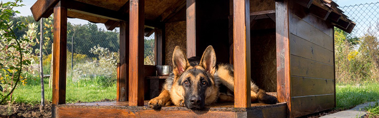 How to Choose a Kennel for Your Dog